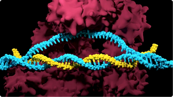 How To Use CRISPR: Your Guide to Successful Genome Engineering