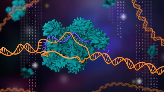 Improved CRISPR Editing of T Cells Using Synthetic Guide RNA Opens New Doors for Cell-Based Therapies