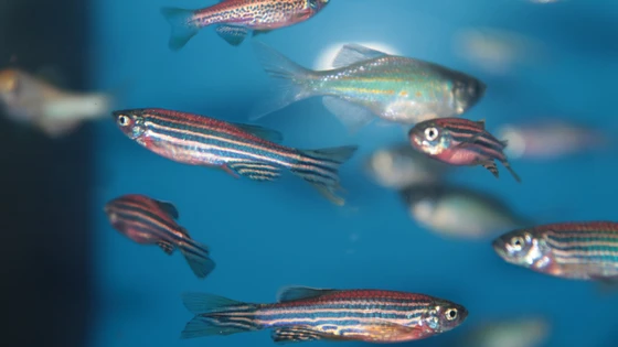 Gene Editing Using CRISPR: Zebrafish as a Model System for Research