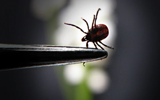 CRISPR and the Community Are Teaming Up to Combat Lyme Disease
