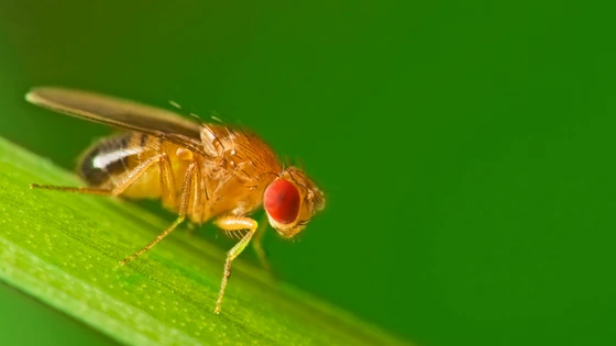 Why are Drosophila A Good Model Organism for Genetic Studies?